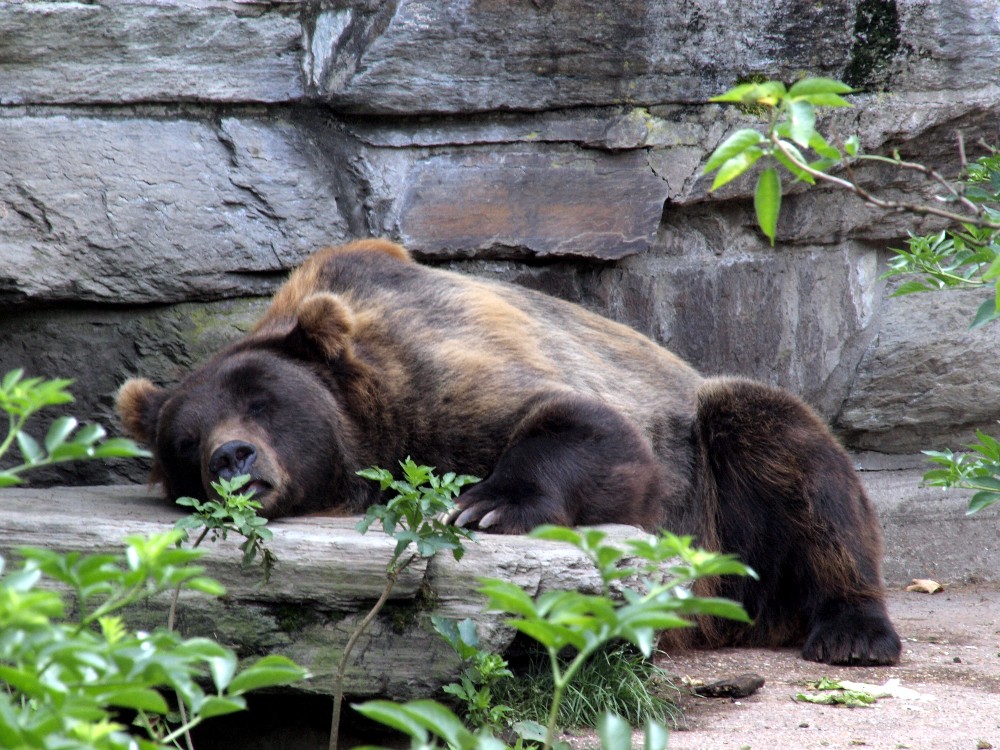 Mittagsschlaf des Braunbären im Kölner Zoo