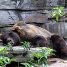 Mittagsschlaf des Braunbären im Kölner Zoo