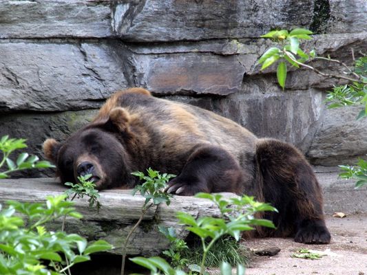 Mittagsschlaf des Braunbären im Kölner Zoo