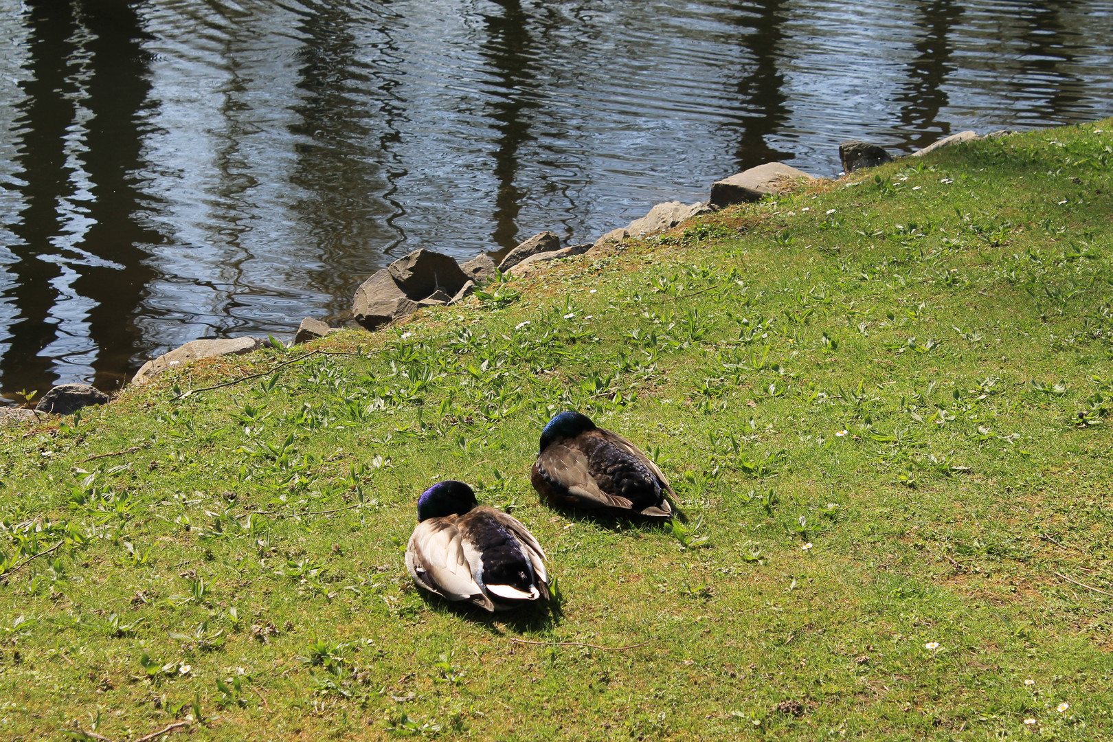 mittagsschlaf im frühling