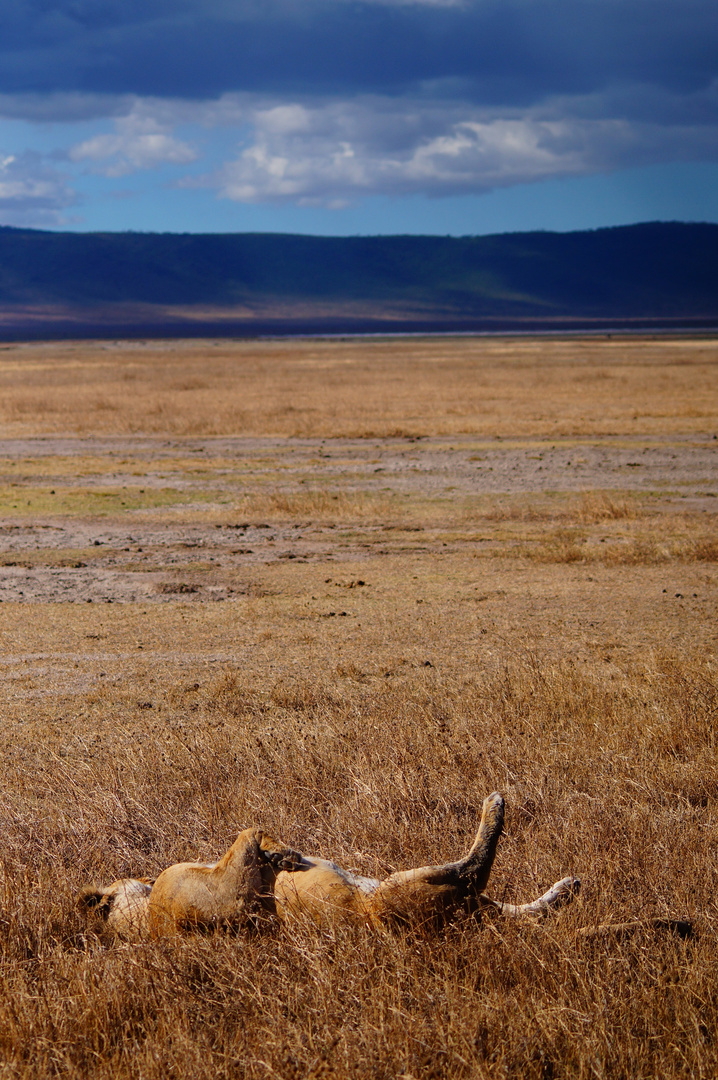 Mittagsschlaf im Ngorongoro