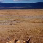 Mittagsschlaf im Ngorongoro