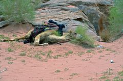 Mittagsschlaf im Wadi Rum in Jordanien