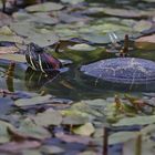 Mittagsschlaf im Wasser