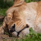 Mittagsschlaf im Zoo Karlsruhe 1