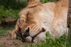 Mittagsschlaf im Zoo Karlsruhe 1