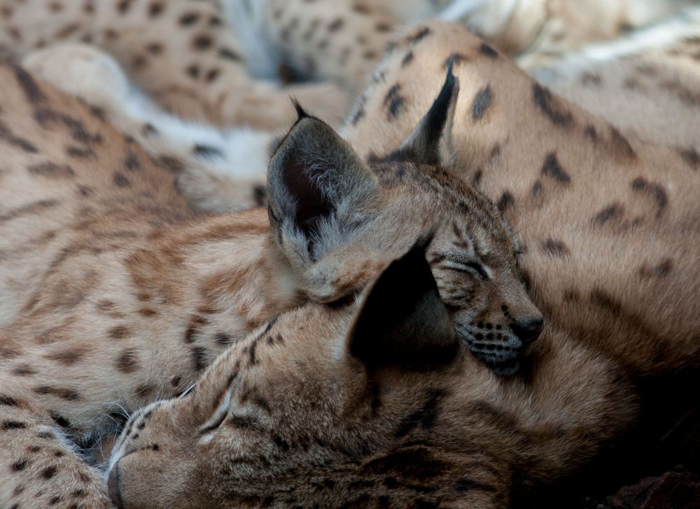 Mittagsschlaf im Zoo Karlsruhe 2