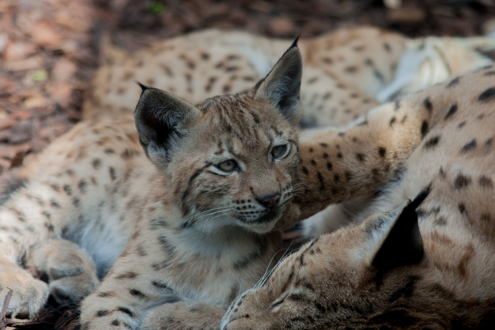 Mittagsschlaf im Zoo Karlsruhe 3