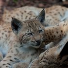 Mittagsschlaf im Zoo Karlsruhe 3