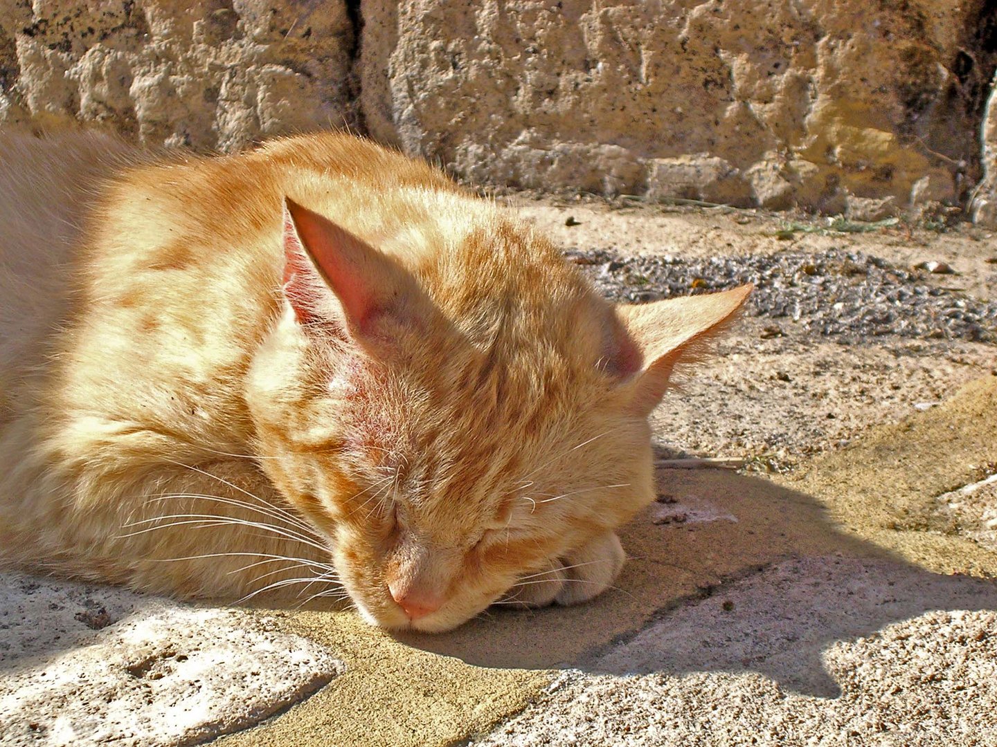 Mittagsschlaf in der Toscana