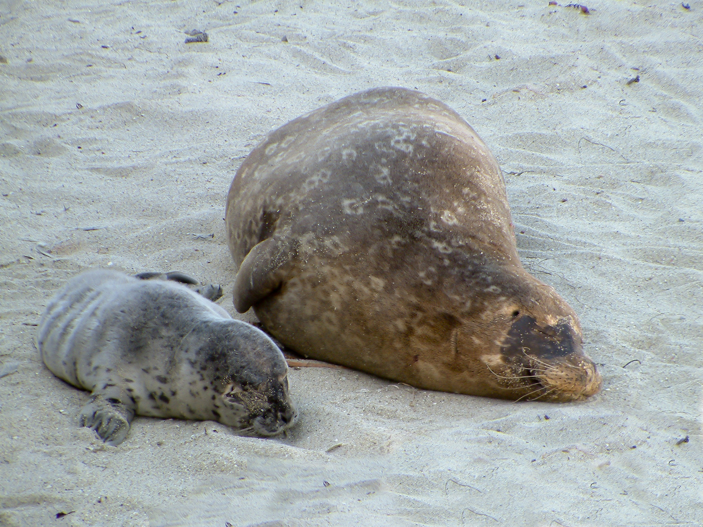 .. Mittagsschlaf in San Diego