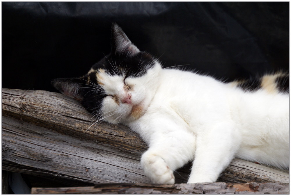 Mittagsschlaf oder Siesta