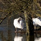 Mittagsschlaf zu zweit in der Sonne