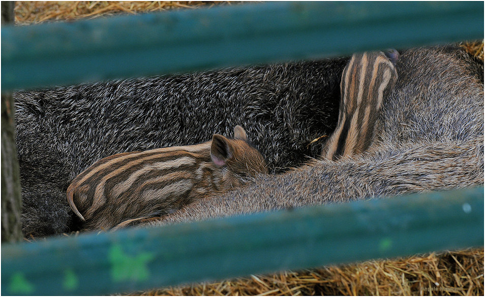 Mittagsschmaus bei Saukälte