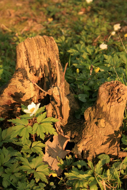 Mittagssonne in Kronberg