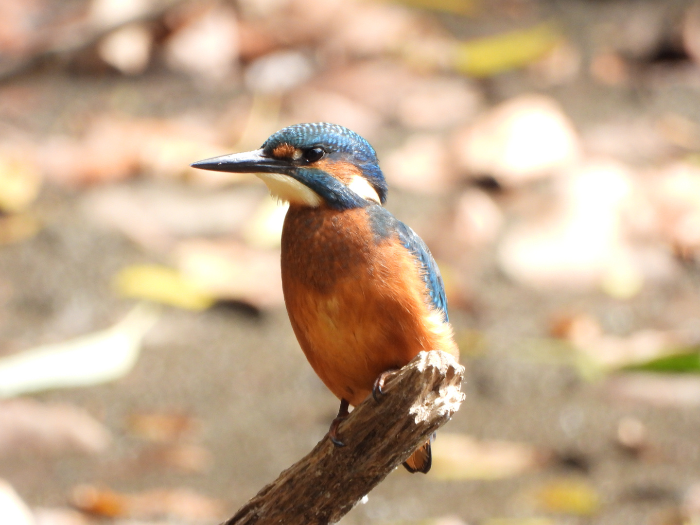 Mittagssonne mit Eisvogel