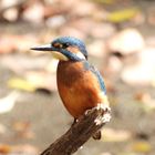 Mittagssonne mit Eisvogel