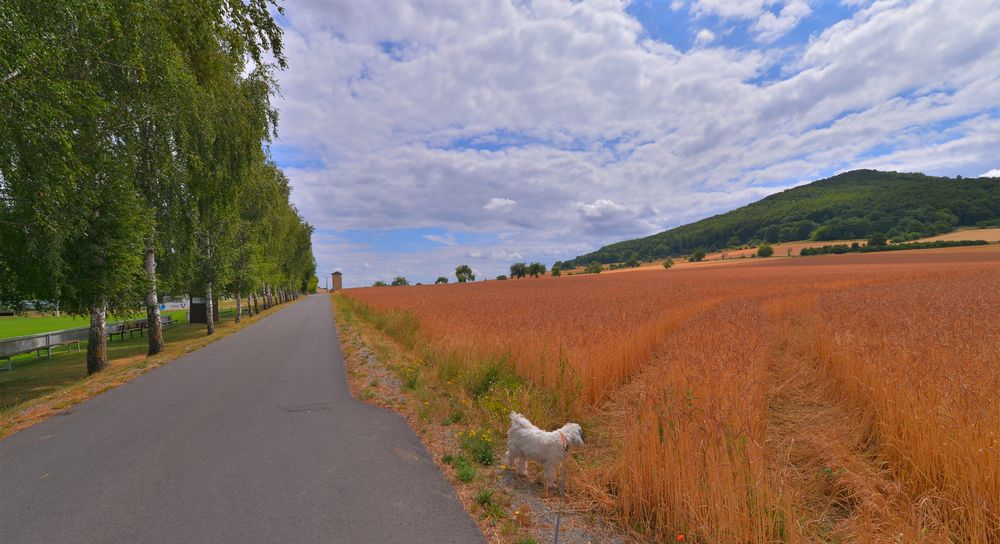 Mittagsspaziergang mit Ronja und Wicky-Emily