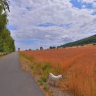 Mittagsspaziergang mit Ronja und Wicky-Emily