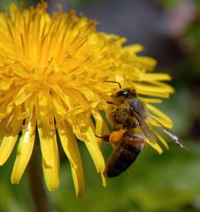Mittagstisch für Bienen