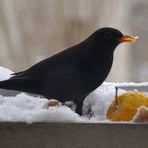 Mittagstisch mit Amsel,