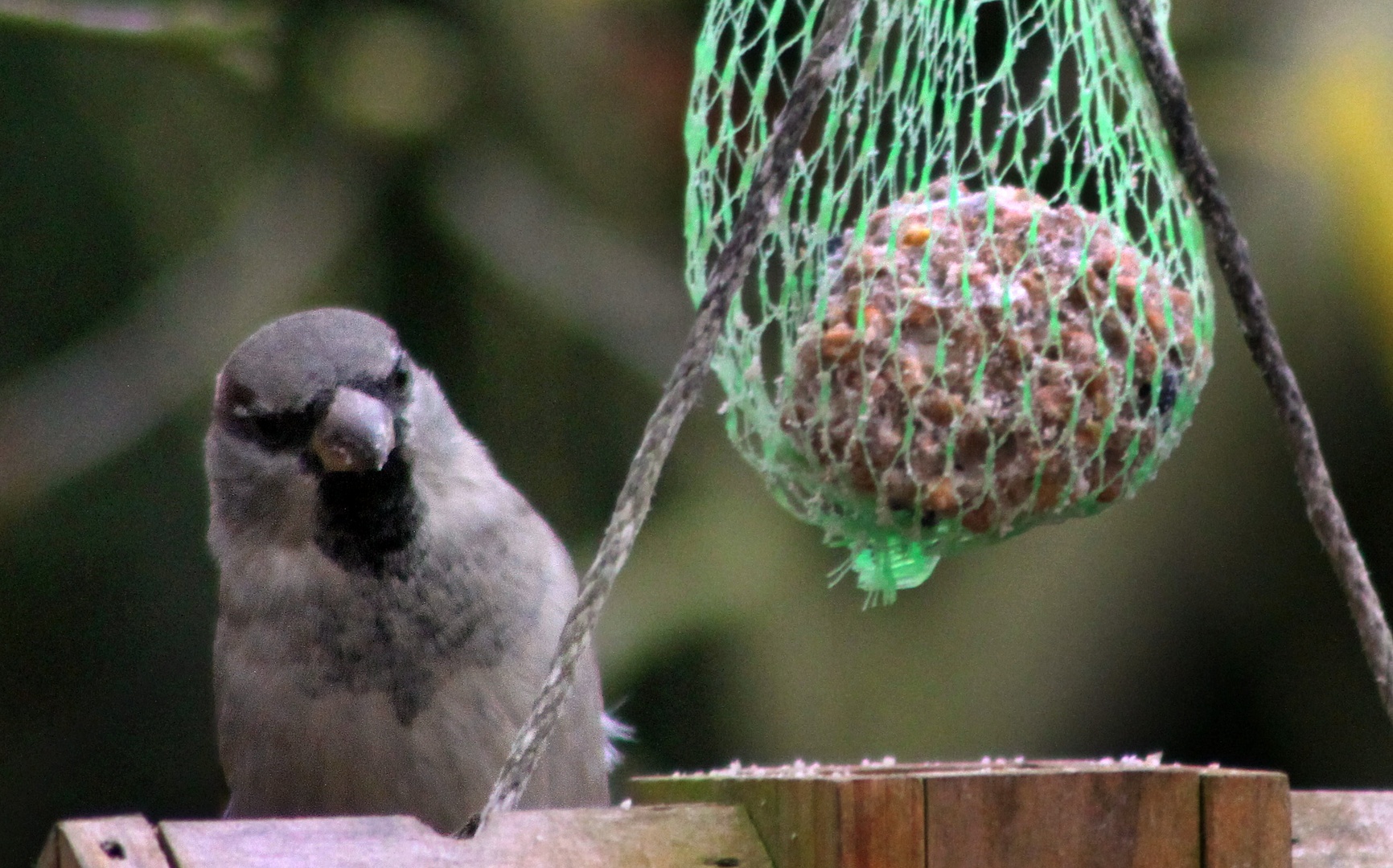 Mittagszeit im Garten