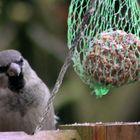 Mittagszeit im Garten