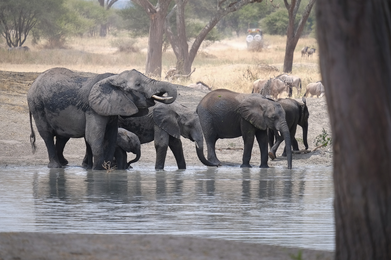 Mittagszeit im Tarangire NP