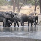 Mittagszeit im Tarangire NP