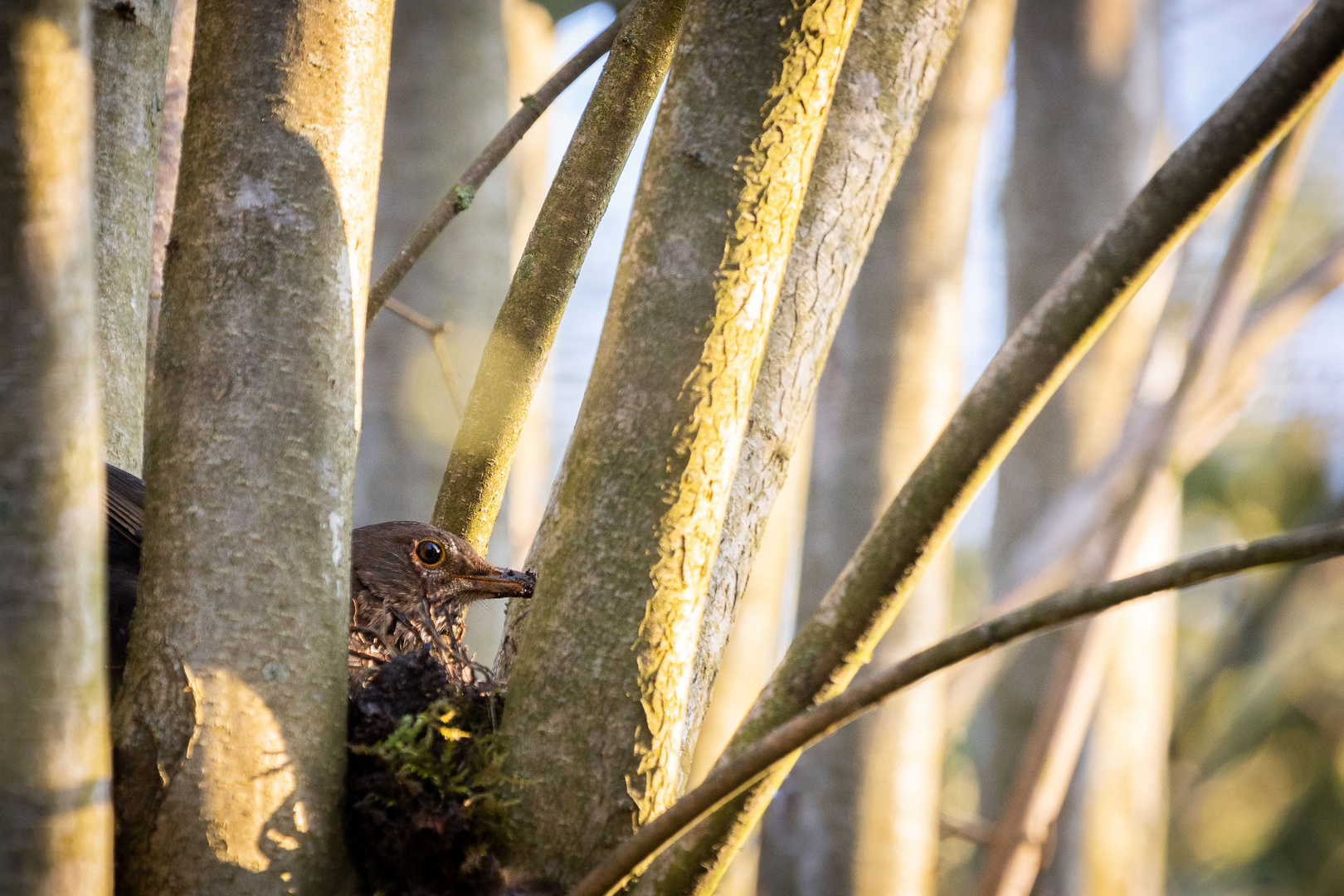 Mitte April, Zeit für den ersten Nestbau des Jahres