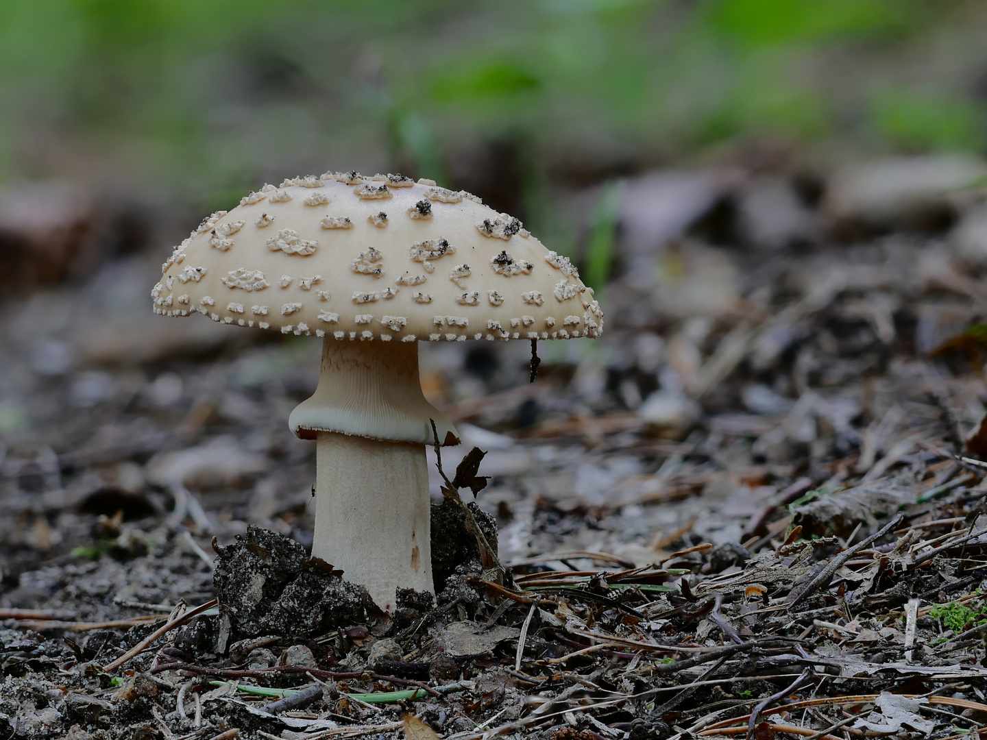 Mitte August Foto & Bild natur, pilze, pilzecke Bilder auf