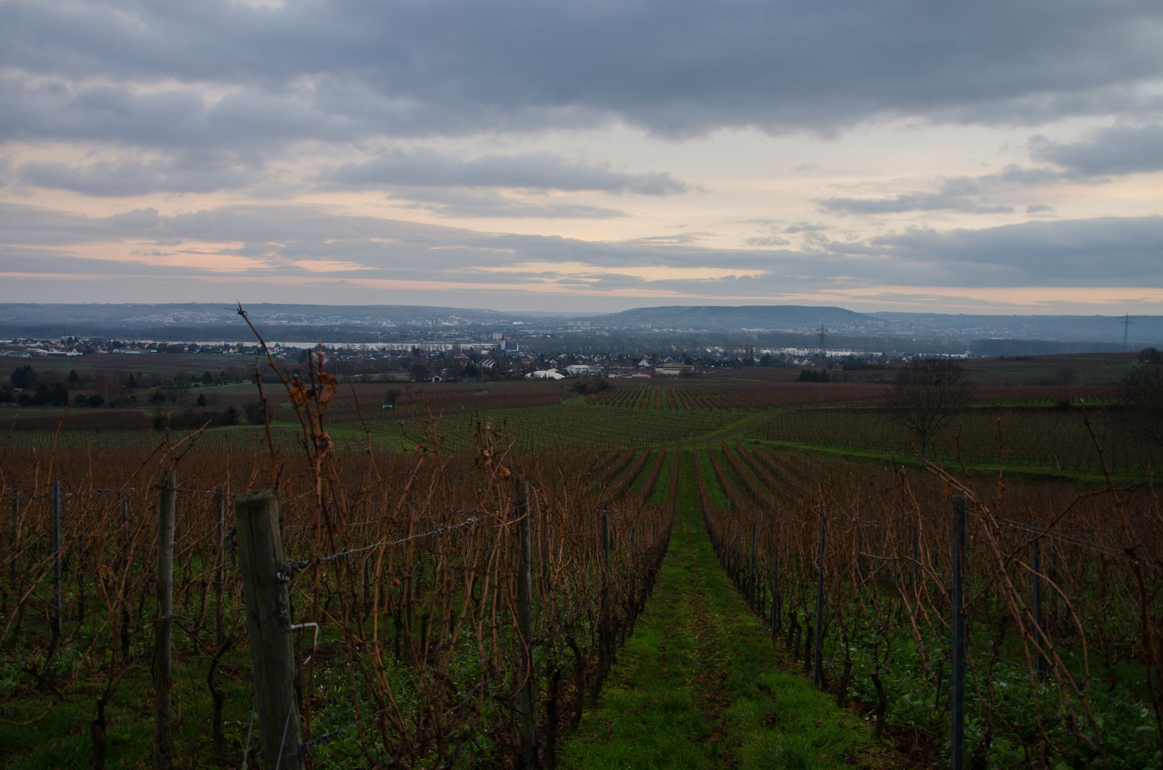 Mitte Rheingau