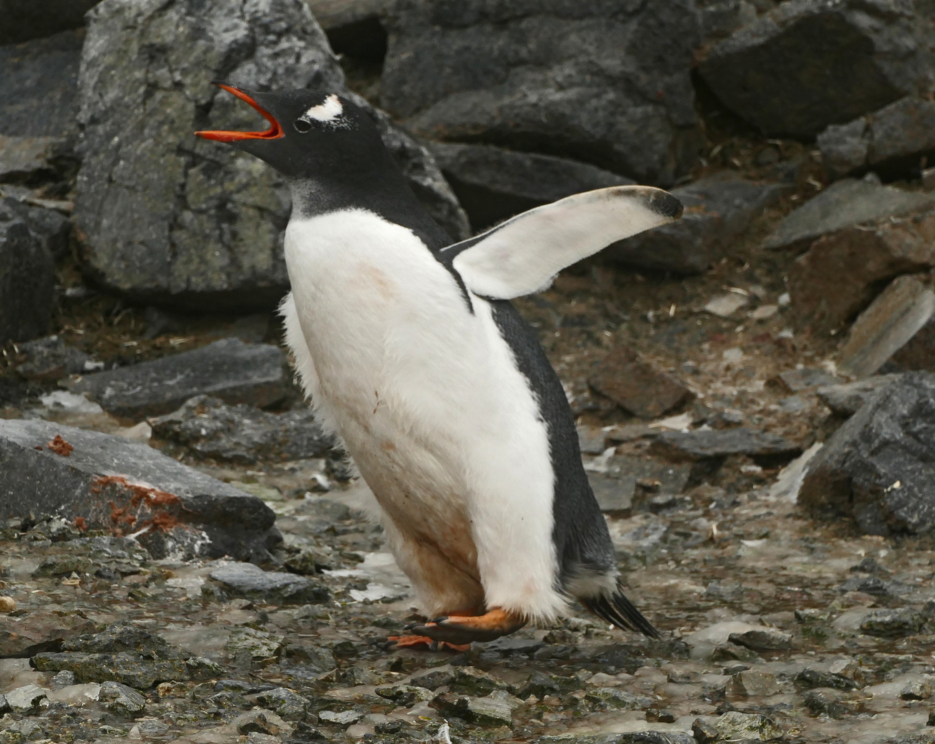 mitteilsamer Eselpinguin