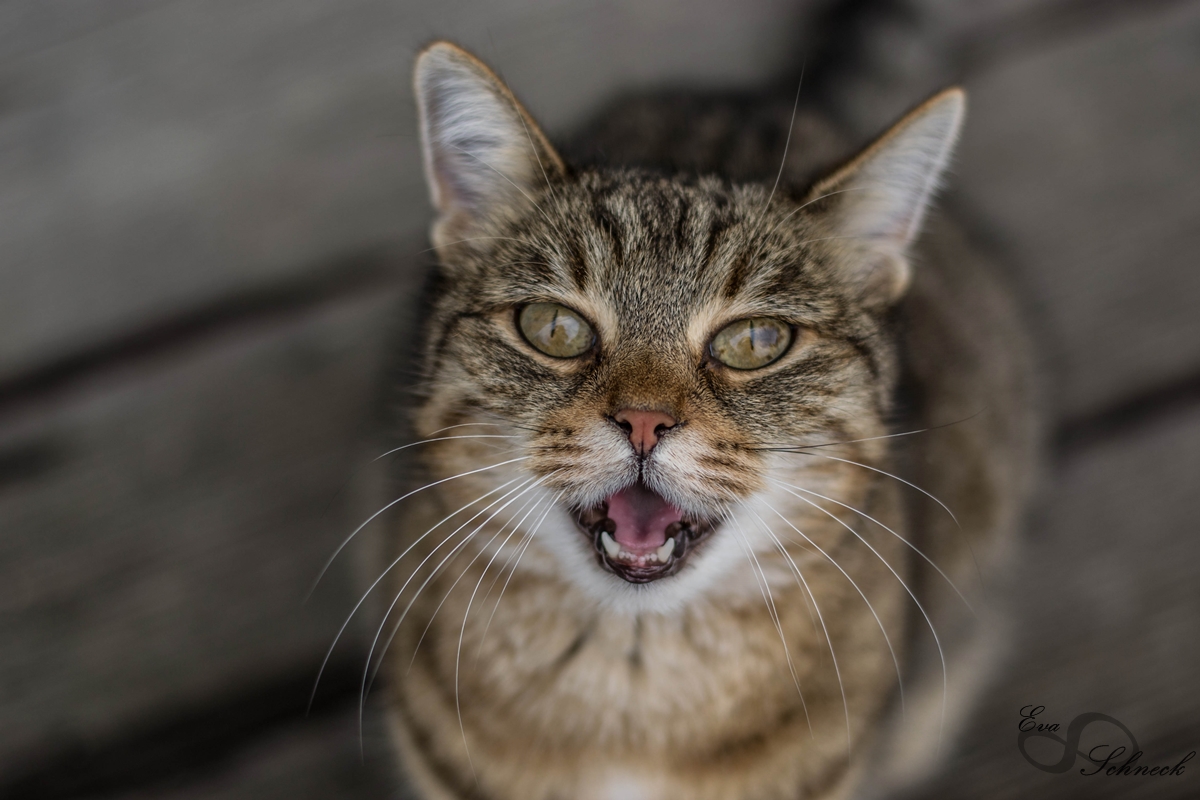 Mitteilungsbedürfnis einer Katze