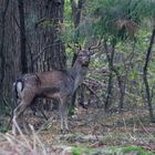  mittelalter  Damhirsch 