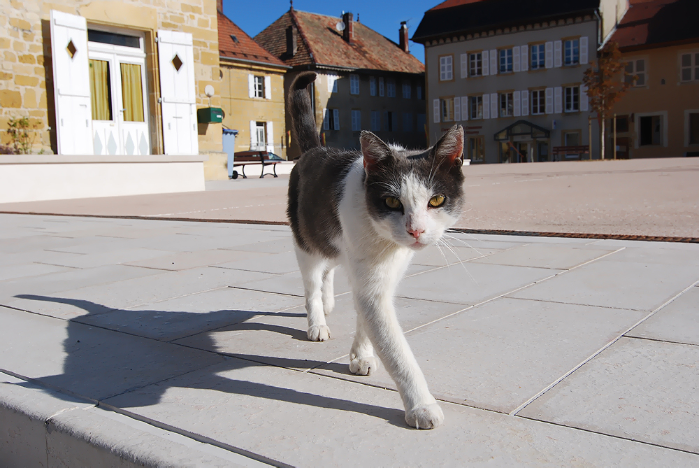 Mittelalter-Katze