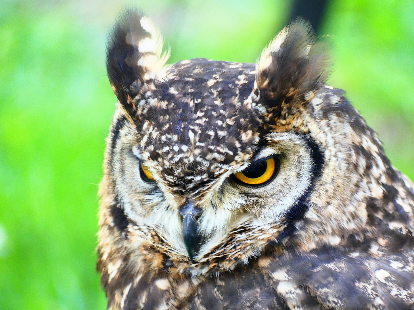 Mittelalterburgfest Stettenfels - 28.04.2018