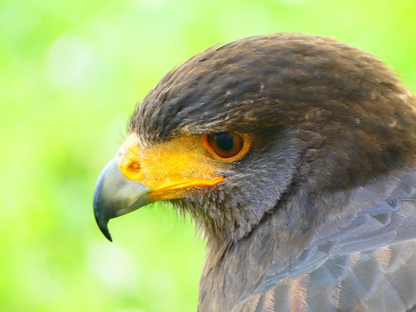 Mittelalterburgfest Stettenfels - 28.04.2018 