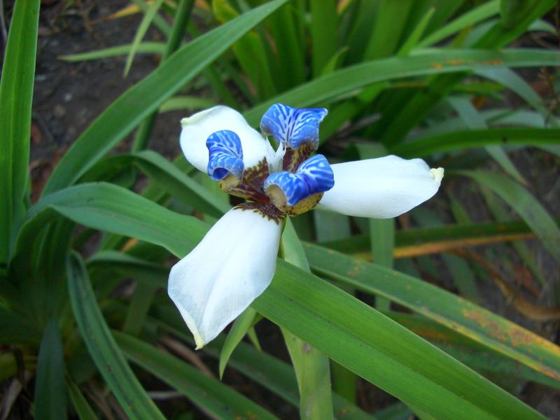Mittelamerikanische Blume