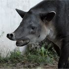 Mittelamerikanischer Tapir