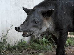 Mittelamerikanischer Tapir