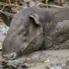 Mittelamerikanischer Tapir