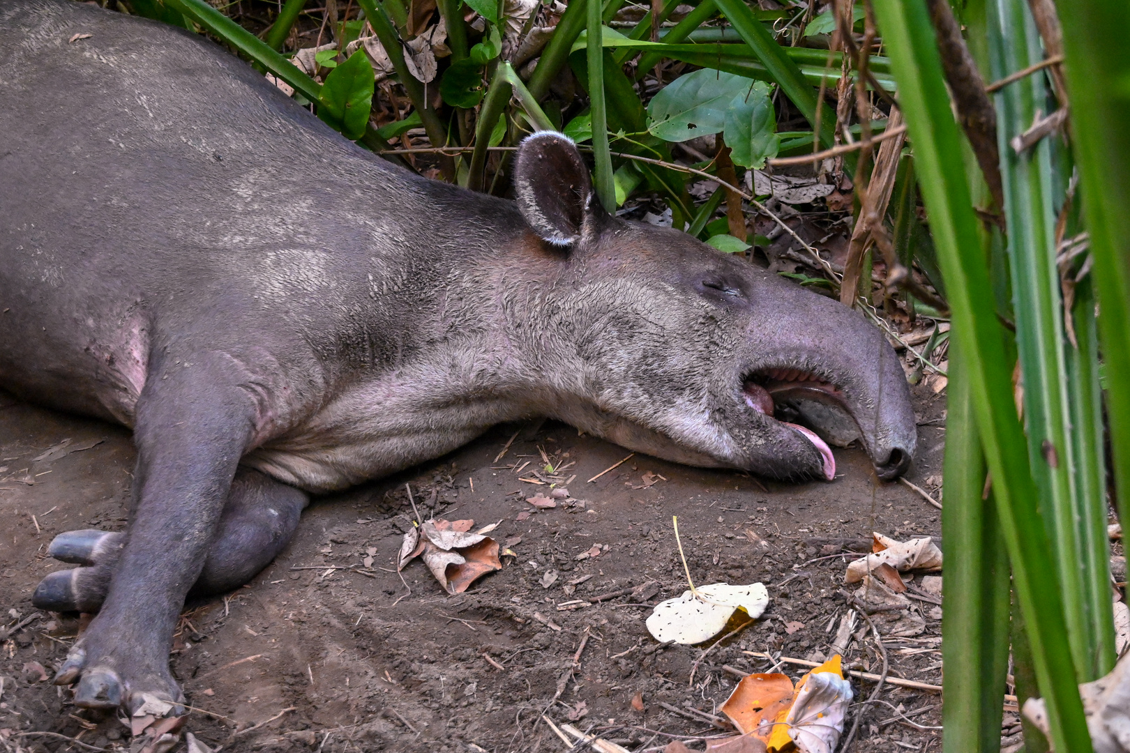 Mittelamerikanischer Tapir