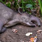 Mittelamerikanischer Tapir