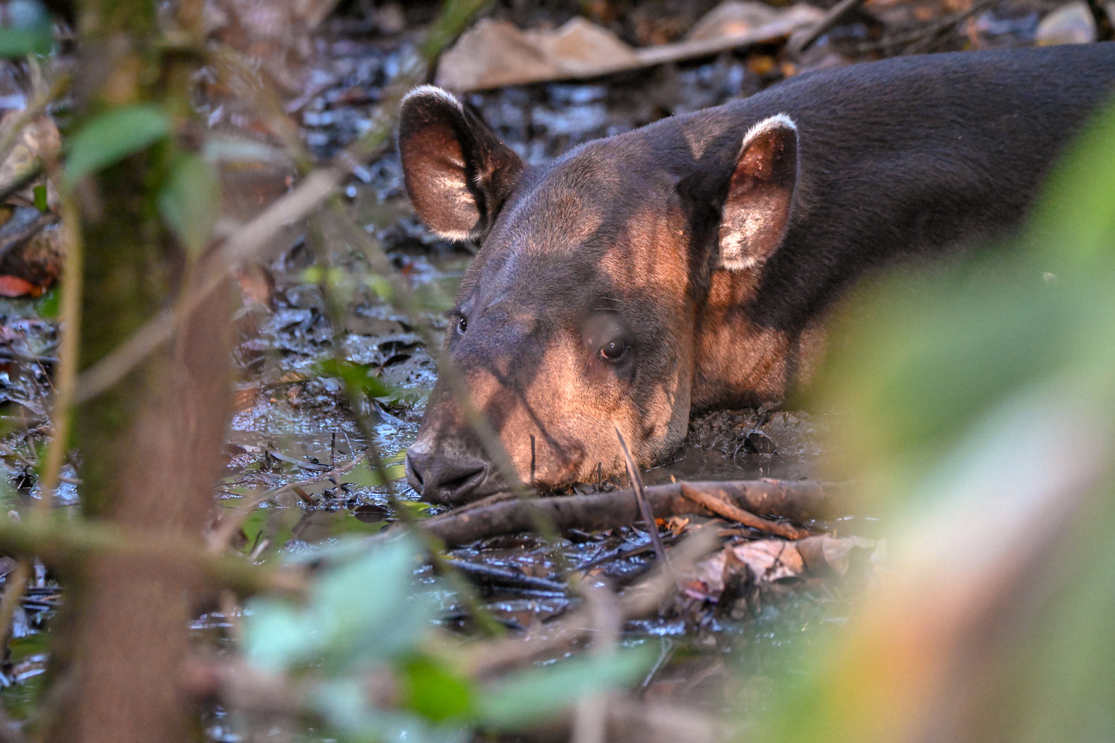 Mittelamerikanischer Tapir