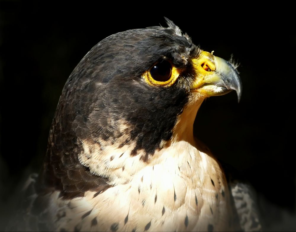 Mitteleuropäischer Wanderfalke