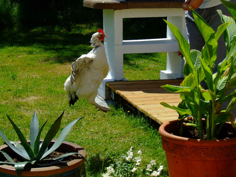 mitteleuropäisches Springhuhn