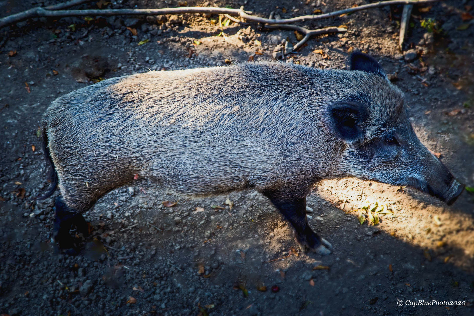 Mitteleuropäisches Wildschwein 