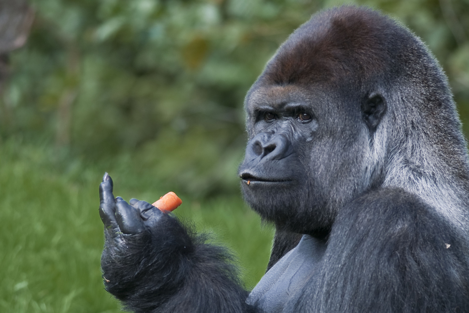 Mittelfinger? Foto & Bild | tiere, zoo, wildpark & falknerei