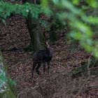 Mittelfränkische Gams - Wettelsheim/Treuchtlingen